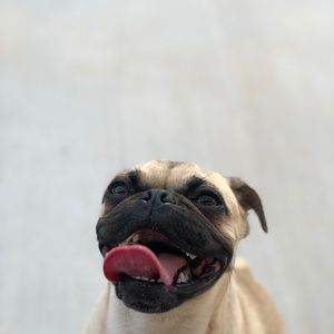 Meet your Posher, Carolina